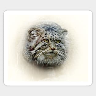 Manul Sticker